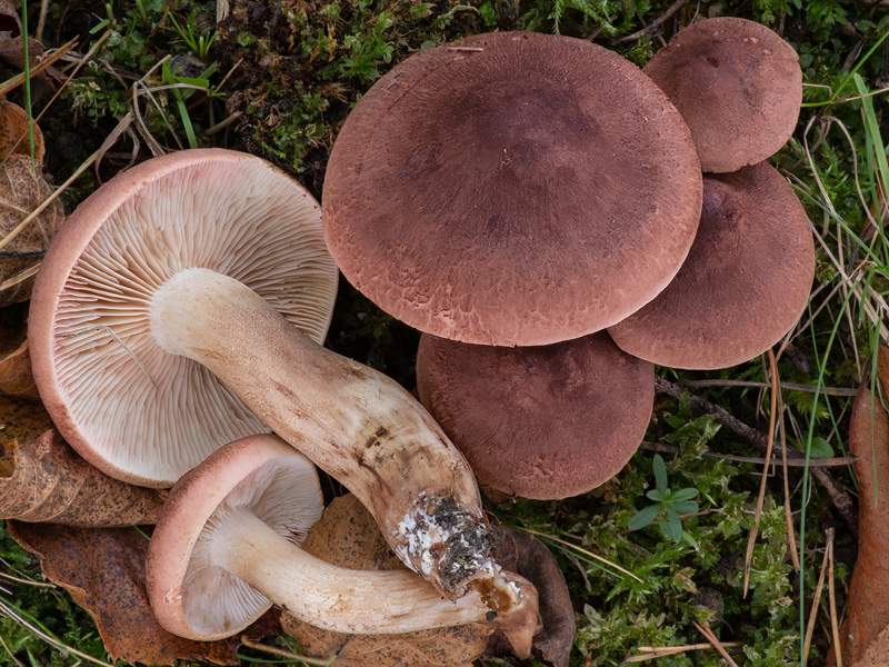 Tricholoma imbricatum